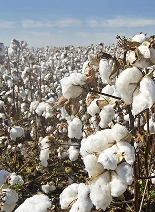 Organic Cotton